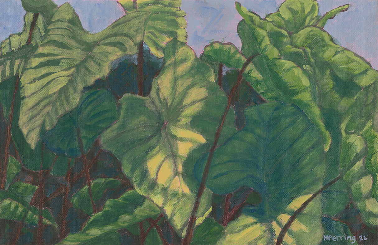 elephant ear plant painting Elephant Ears Study, 2024 – Heather Perring Art