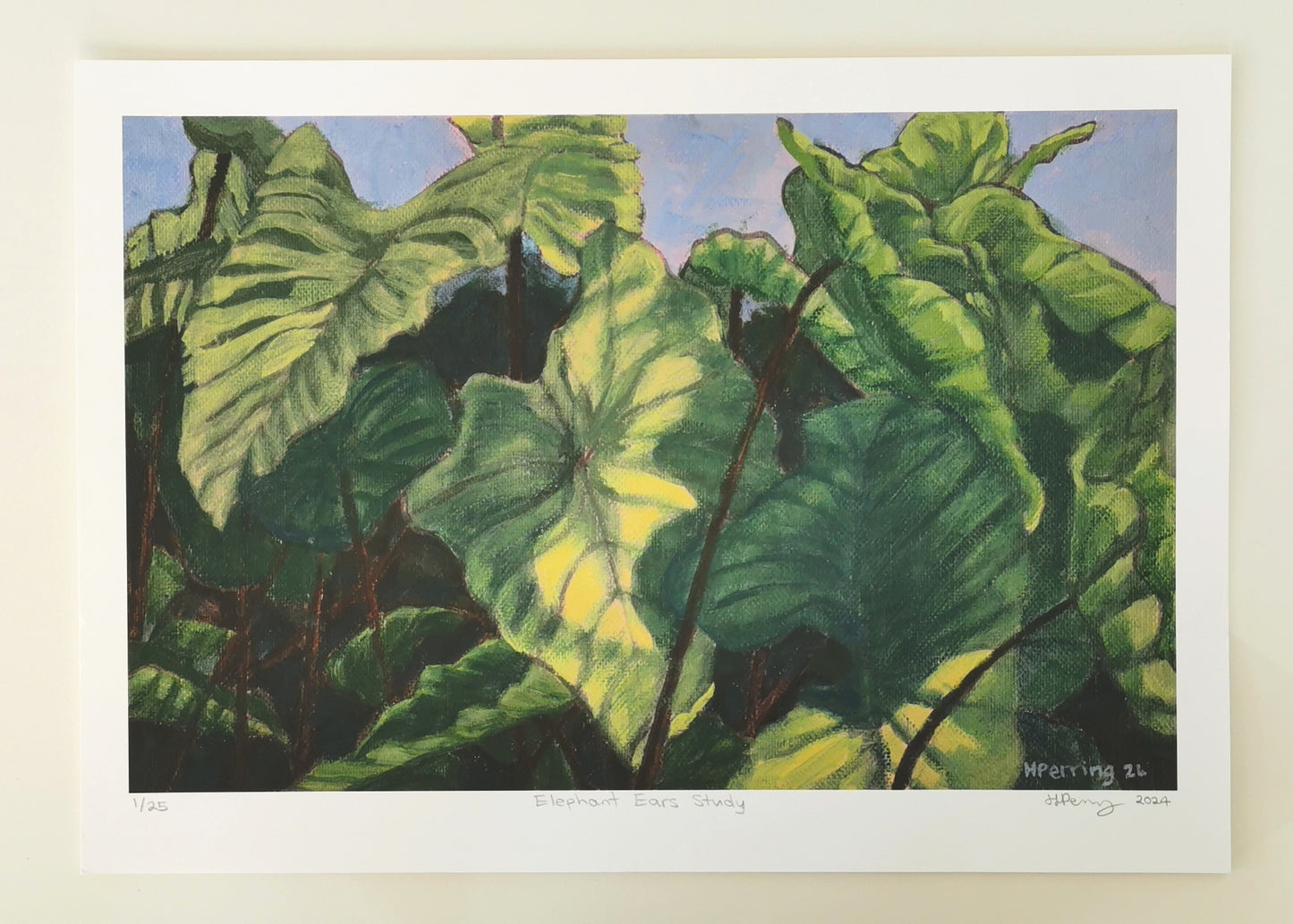 Elephant Ears Study - Limited Edition Print